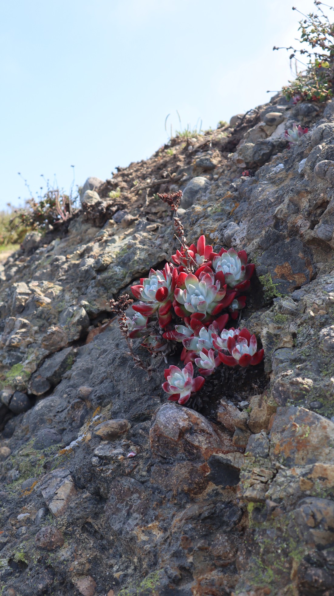 Point Lobos - Amerika - California - Monterey - Doets Reizen