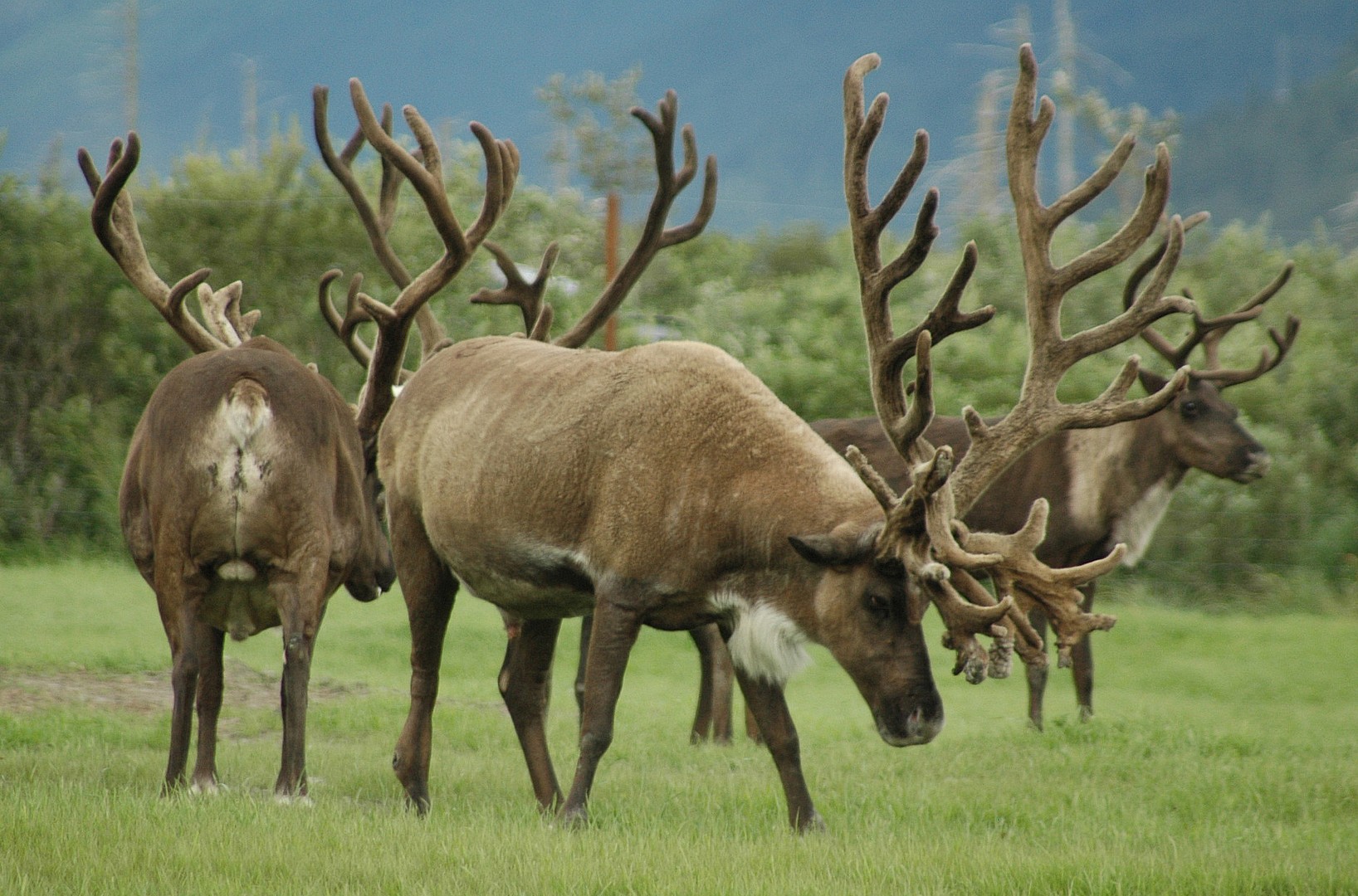 Wildlife Denali National Park - Alaska - Doets Reizen