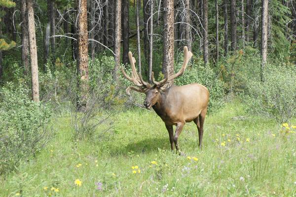 Bow Valley Parkway - Banff National Park - Alberta - Canada - Doets Reizen