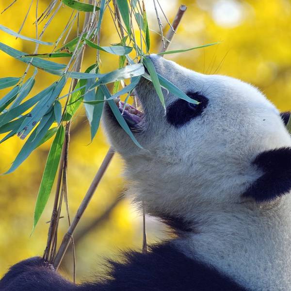 Panda - Beijing - China - Doets Reizen - credits Pixabay