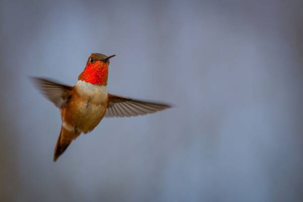 Spirit Bear Lodge - Doets Reizen - Canada - Vancouver Island