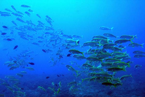 Atlantis Submarine Tour Hawaii - Amerika - Doets Reizen