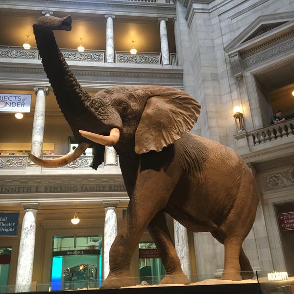 Museum of Natural History - Washington D.C. - Doets Reizen