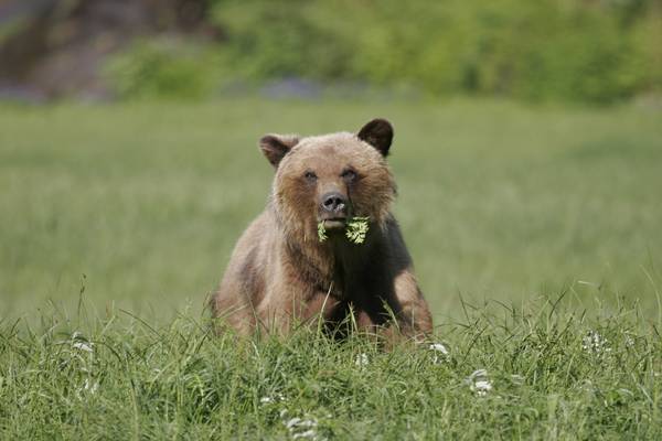 Spirit Bear Lodge - Great Bear Rainforest - British Columbia - Canada - Doets Reizen