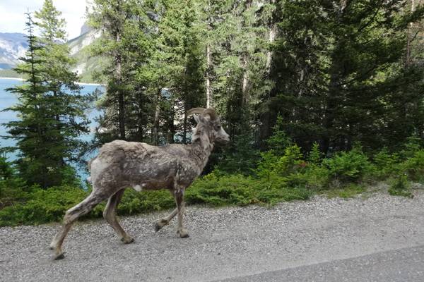 Wildlife Banff National Park - Alberta - Canada - Doets Reizen