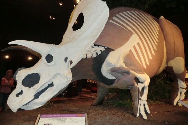 Museum of the Rockies - Bozeman - Montana - Amerika - Doets Reizen