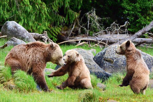 Knight Inlet Lodge - British Columbia - Canada - Doets Reizen