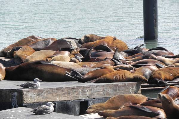 Pier 39 - San Francisco - California - Amerika - Doets Reizen