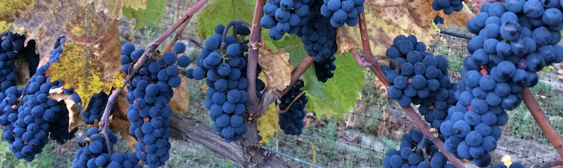 Rollingdale Winery - Kelowna - Okanagan Valley - British Columbia - Canada - Doets Reizen