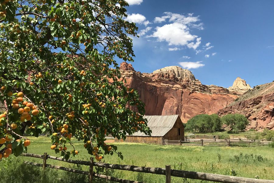 Capitol Reef National Park - Utah - Doets Reizen