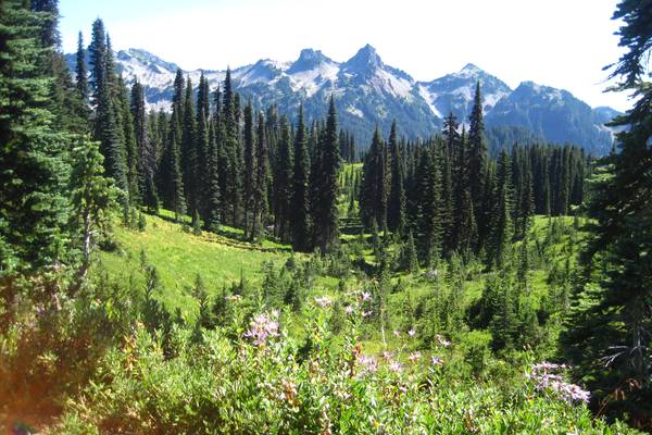 Mount Rainier National Park - Washington State - Doets Reizen