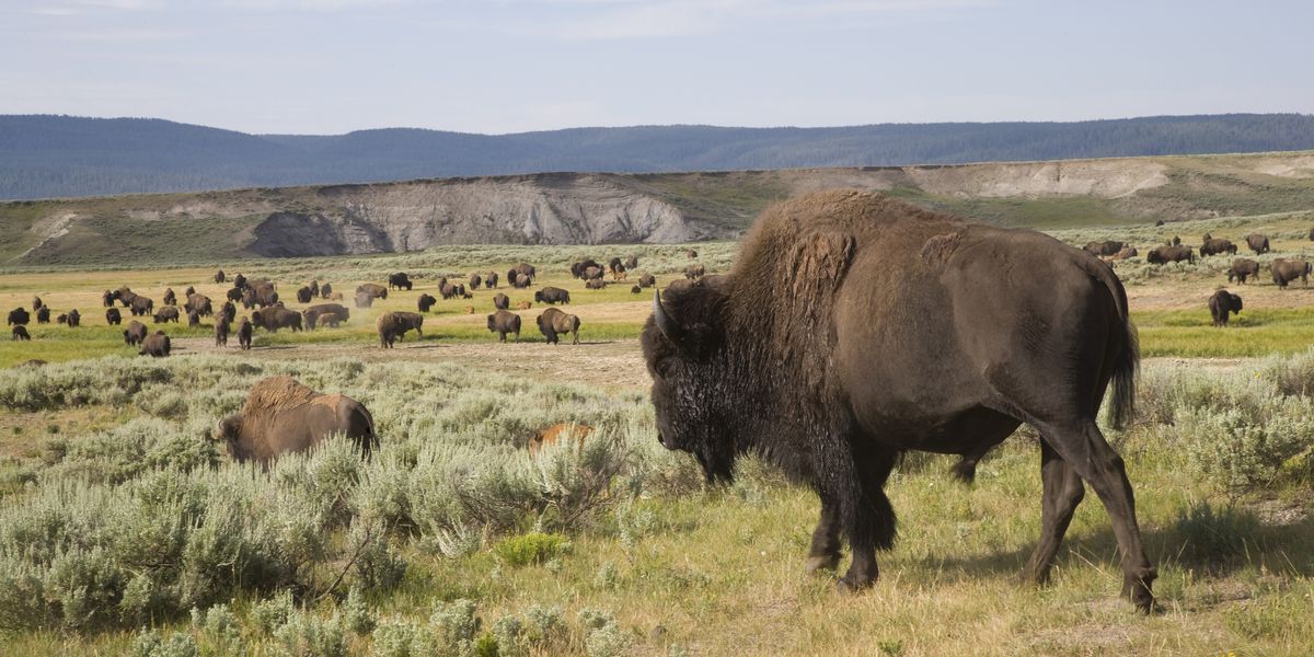 Bizons - Yellowstone National Park - Wyoming - Doets Reizen