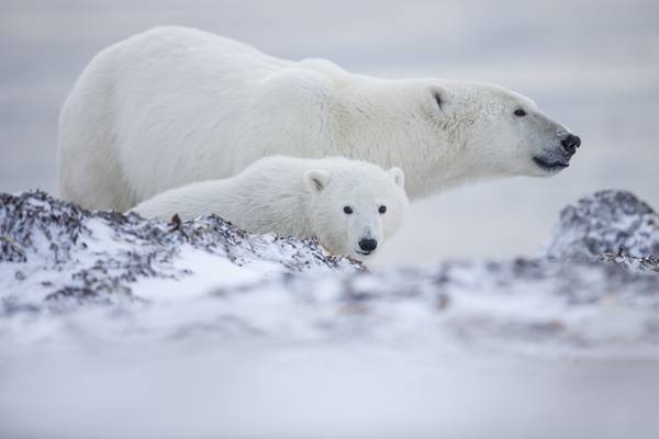 IJsbeer Churchill - Manitoba - Canada - Doets Reizen