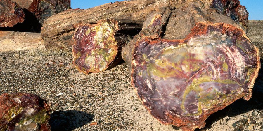 Petrified Forest, Arizona