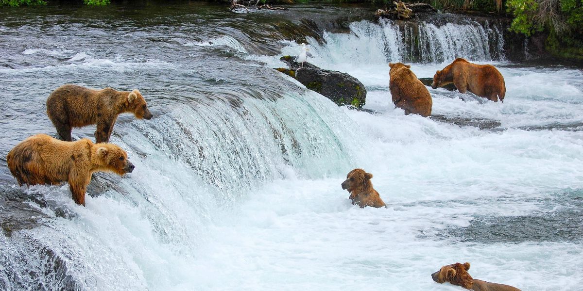 Brooks Lodge - Katmai National Park - Alaska - Doets Reizen