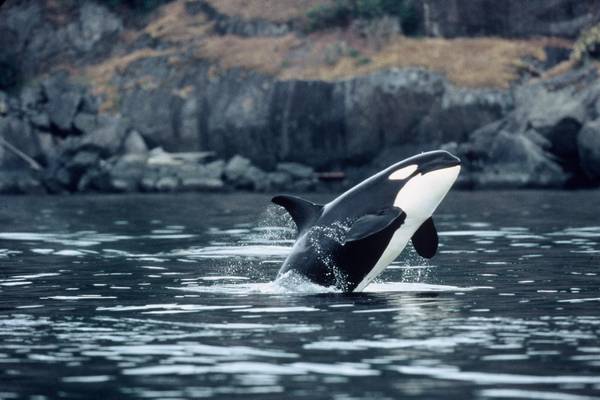 Wildlife - British Columbia - Canada - Doets Reizen