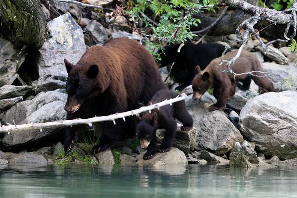 Blue River - Mud Lake - British Columbia - Canada - Doets Reizen