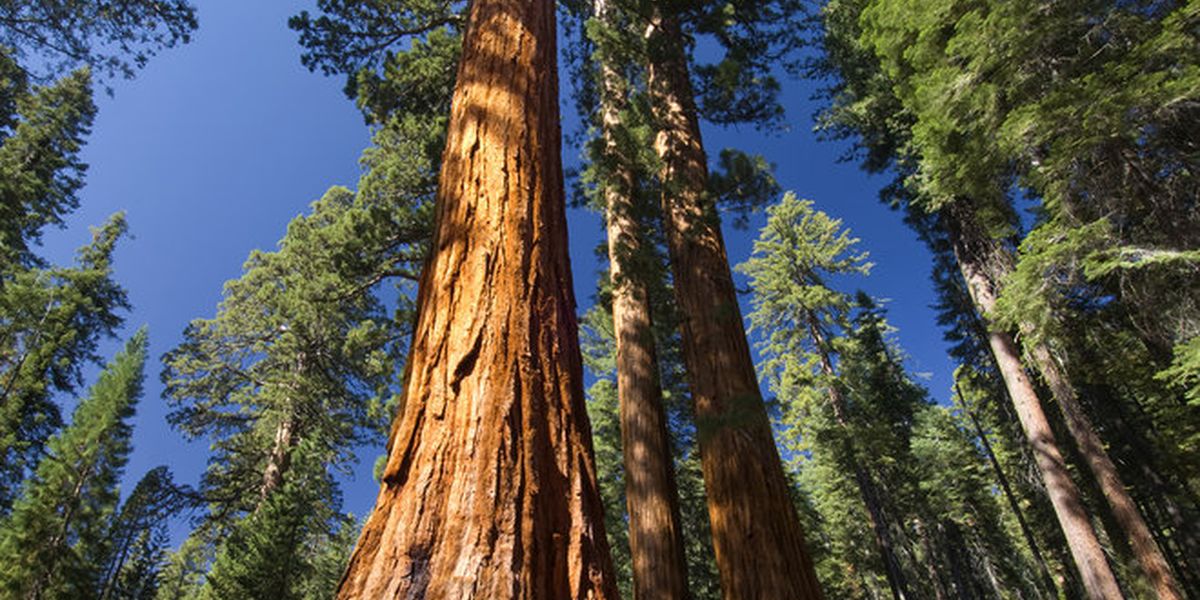 Mariposa Grove - Sequoia National Park - California - Amerika - Doets Reizen