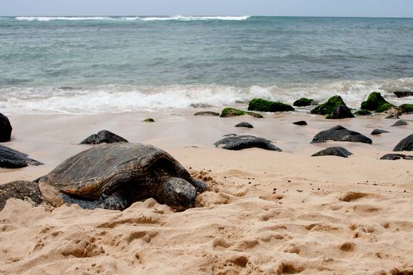 Sandy Beach - Oahu - Hawaii - Doets Reizen