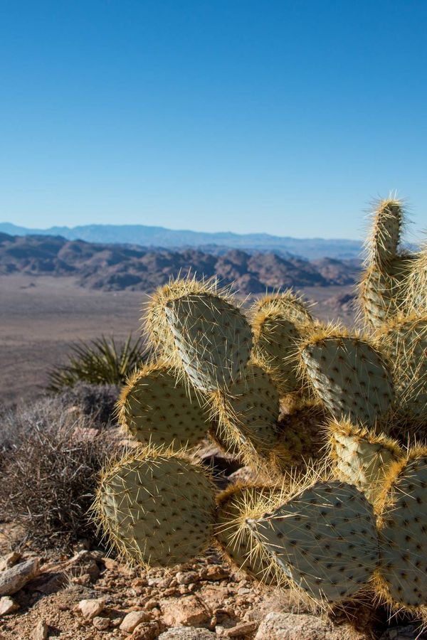 Joshua Tree National Park - California - Amerika - Doets Reizen