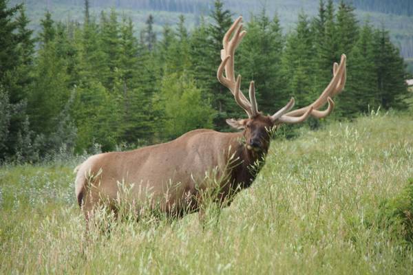 Jasper National Park Wildlife - Alberta - Canada - Doets Reizen