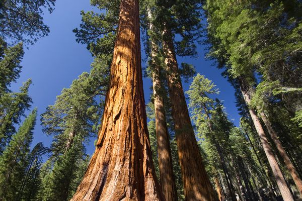 Mariposa Grove - Sequoia National Park - California - Amerika - Doets Reizen