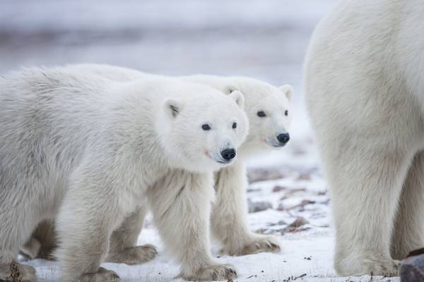 IJsbeer Churchill - Manitoba - Canada - Doets Reizen