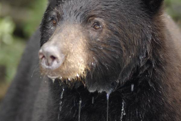 Blue River - Mud Lake - British Columbia - Canada - Doets Reizen