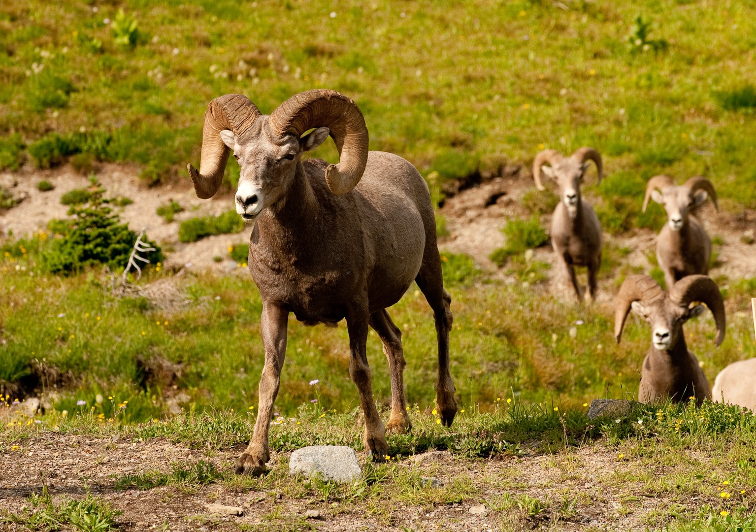 Beartooth Pass - Montana - Yellowstone - Wyoming - Amerika - Doets Reizen