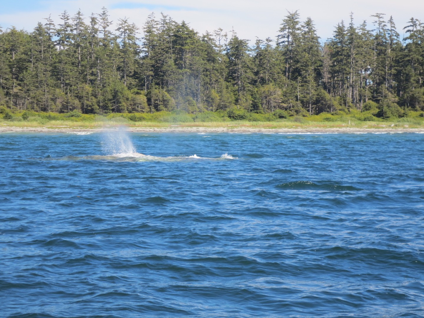 Pacific Rim National Park - Vancouver Island - British Columbia - Canada - Doets Reizen