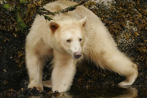 Spirit Bear - Great Bear Rainforest - British Columbia - Canada - Doets Reizen