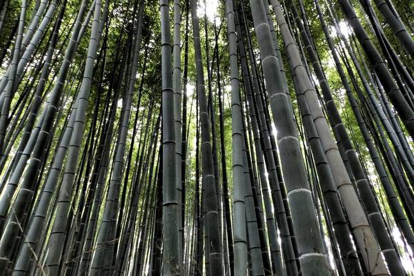 Bamboo Forest - Arashiyama - Kyoto - Japan - Doets Reizen - credits WaSZI