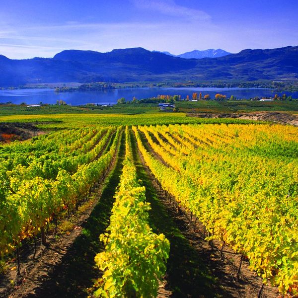Mission Hill Family Estate - Kelowna - Okanagan Valley - British Columbia - Canada - Doets Reizen