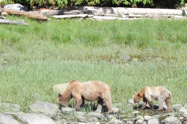 Tide Rip Tours - Telegraph Cove - Vancouver Island - British Columbia - Canada - Doets Reizen
