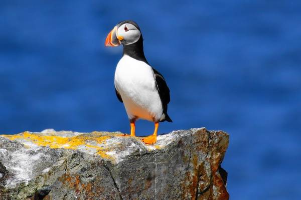 Puffin - Newfoundland & Labrador - Canada - Doets Reizen