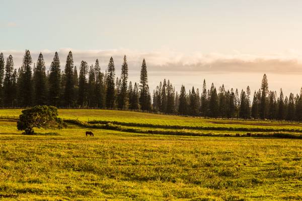 Landschap Van Centraal Lanai op Hawaii