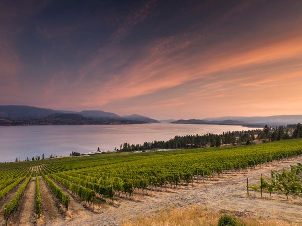 CedarCreek Estate Winery - Kelowna - Okanagan Valley - British Columbia - Canada - Doets Reizen