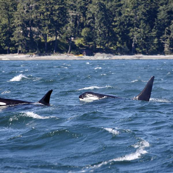 Sonora Resort - British Columbia - Canada - Doets Reizen