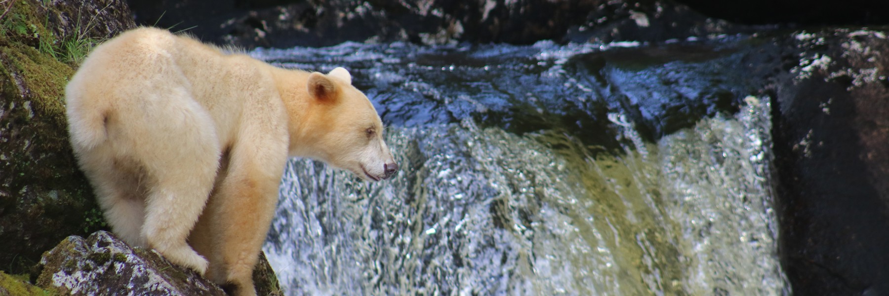 Spirit Bear