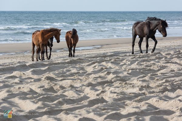 Ocracoke Island - Outerbanks - North Carolina - Amerika - Doets Reizen