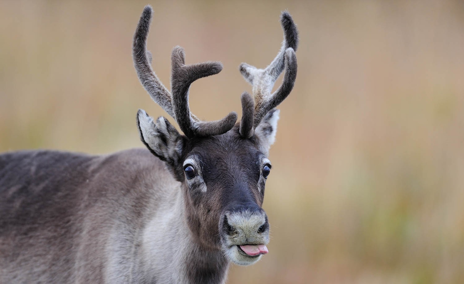 Big five - Doets Reizen - Vakantie Zweden - Credits Visit Sweden