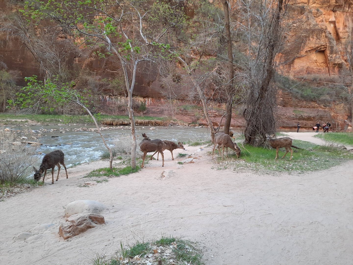 Zion National Park - Utah - Vakantie West Amerika - Doets Reizen (4)