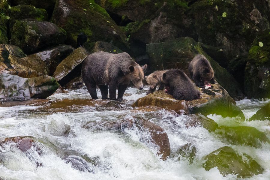 Seawolf Adventures - British Columbia - Canada - Doets Reizen
