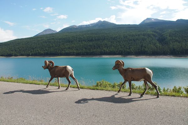 Jasper National Park Wildlife - Alberta - Canada - Doets Reizen