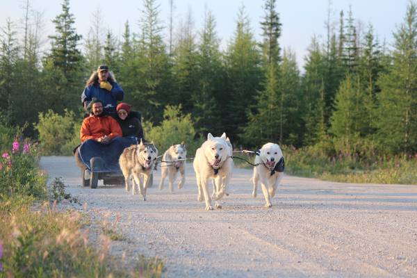 Dog Mushing Churchill - Manitoba - Canada - Doets Reizen