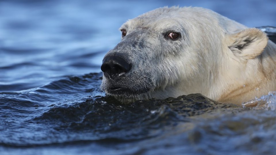 IJsbeer Churchill - Manitoba - Canada - Doets Reizen
