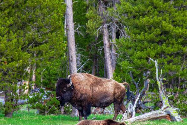 Bizons - Yellowstone National Park - Wyoming - Doets Reizen