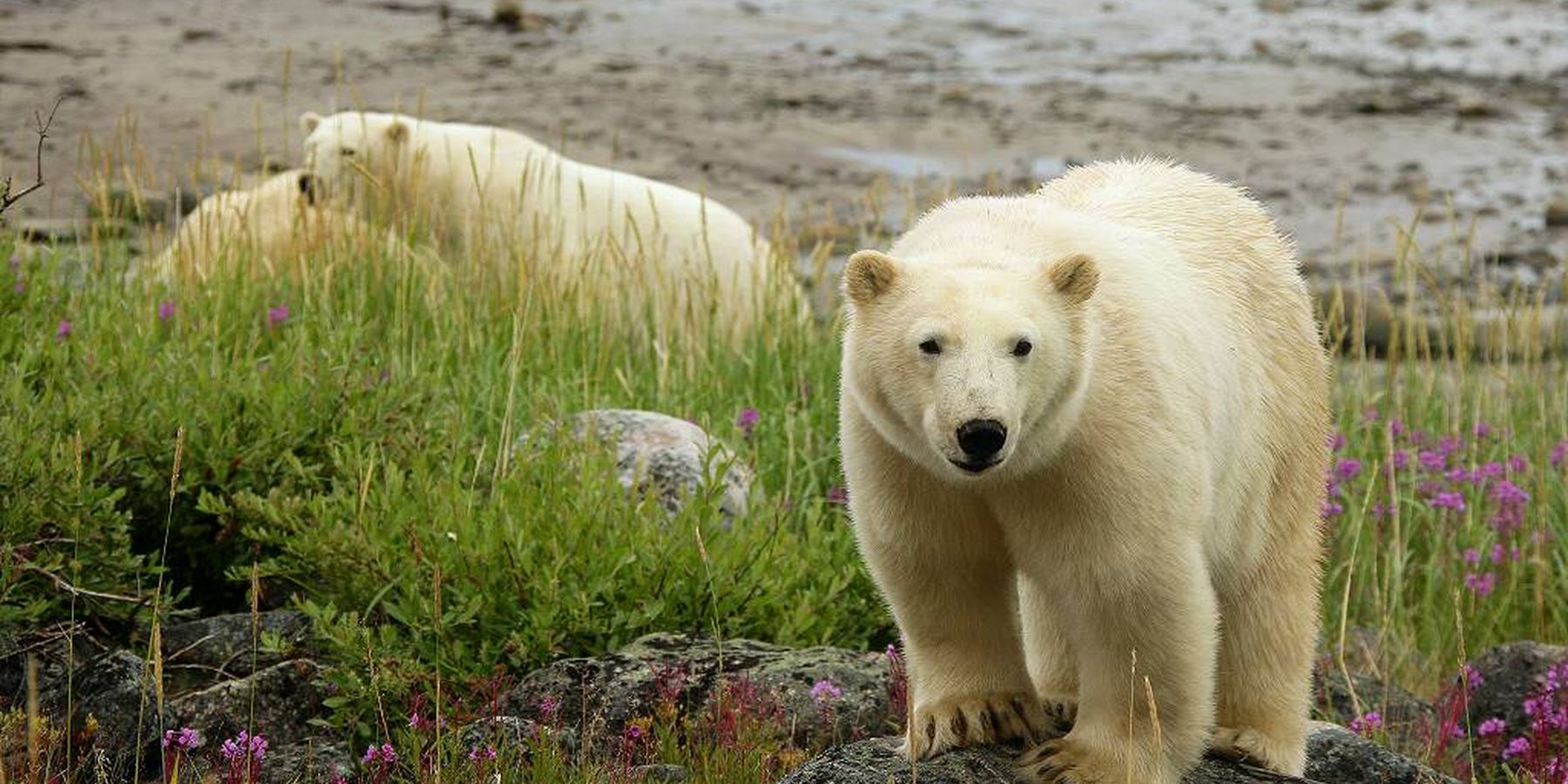 IJsbeer Churchill - Manitoba - Canada - Doets Reizen