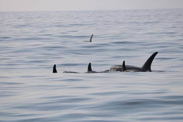 Kenai Fjords National Park - Alaska - Doets Reizen