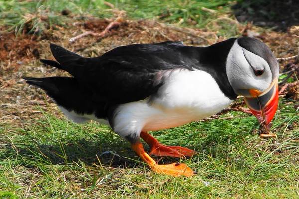 Puffin - Newfoundland & Labrador - Canada - Doets Reizen